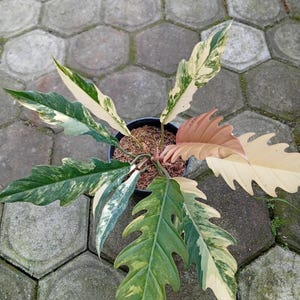 Filodendro real color caramelo jaspeado con hojas exuberantes y variadas.