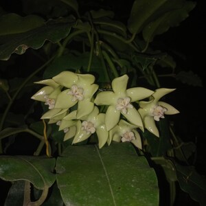 Puede incluir: Primer plano de un grupo de flores amarillo pálido con centros blancos y rosas. Las flores tienen forma de estrella y están rodeadas de hojas de color verde oscuro. La imagen está tomada sobre un fondo oscuro, resaltando las flores.