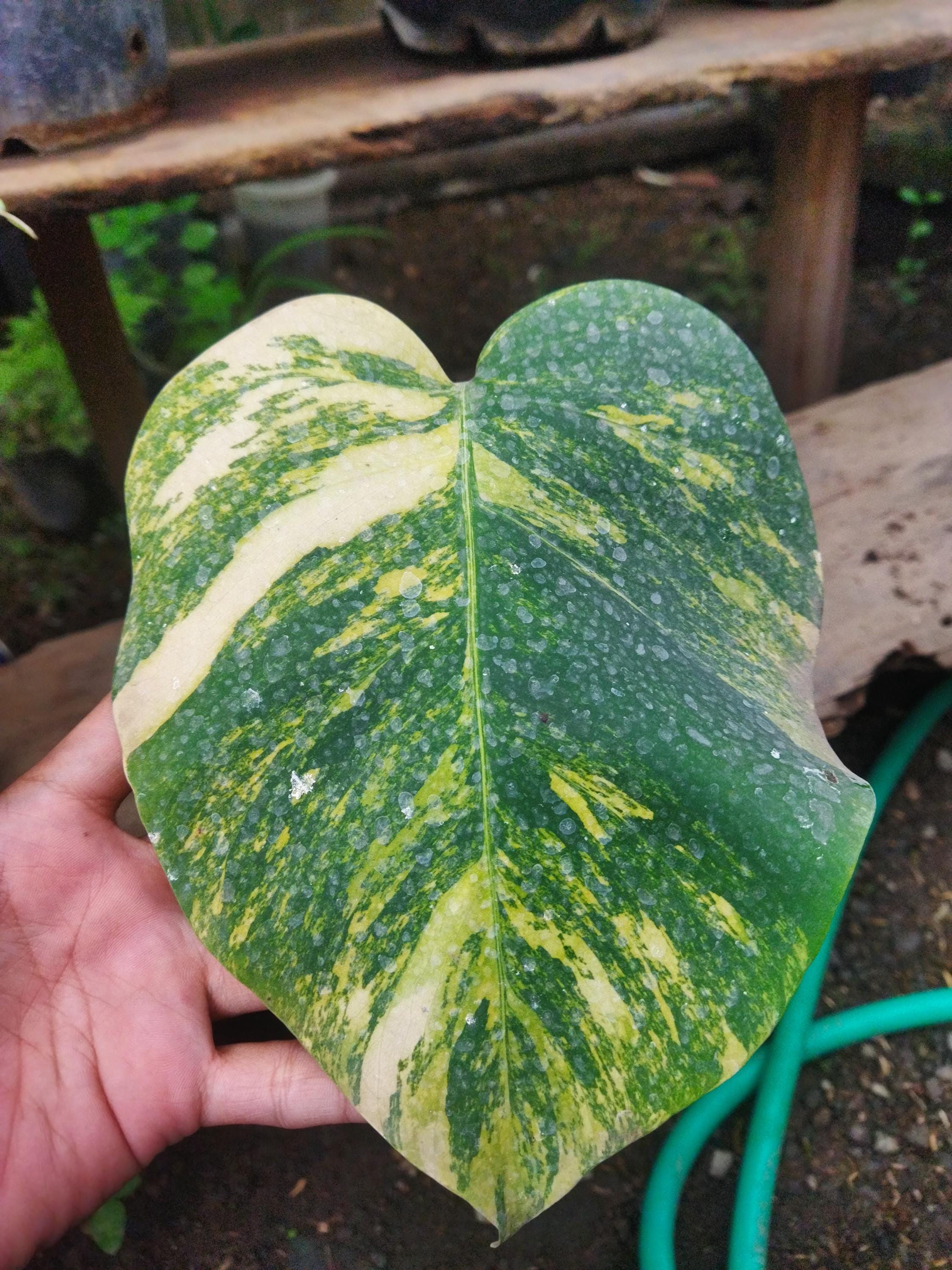 d*y様 Musa Yellow'Variegated'ムサイエローバリエガタ黄 Musa variegated - Etsy 日本