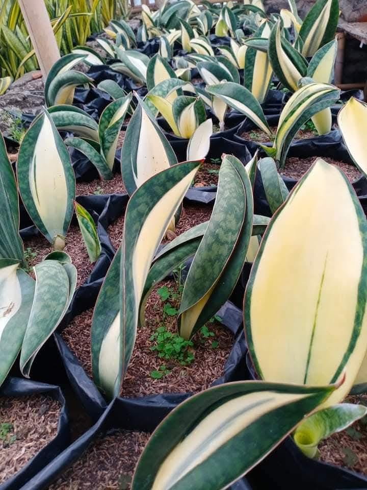 Sansevieria Masoniana Mediopicta Rare Uniqe Plant - Etsy Israel