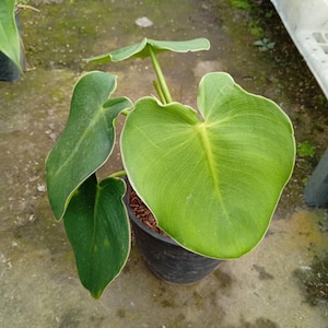 Philodendron rugosum - Etsy 日本