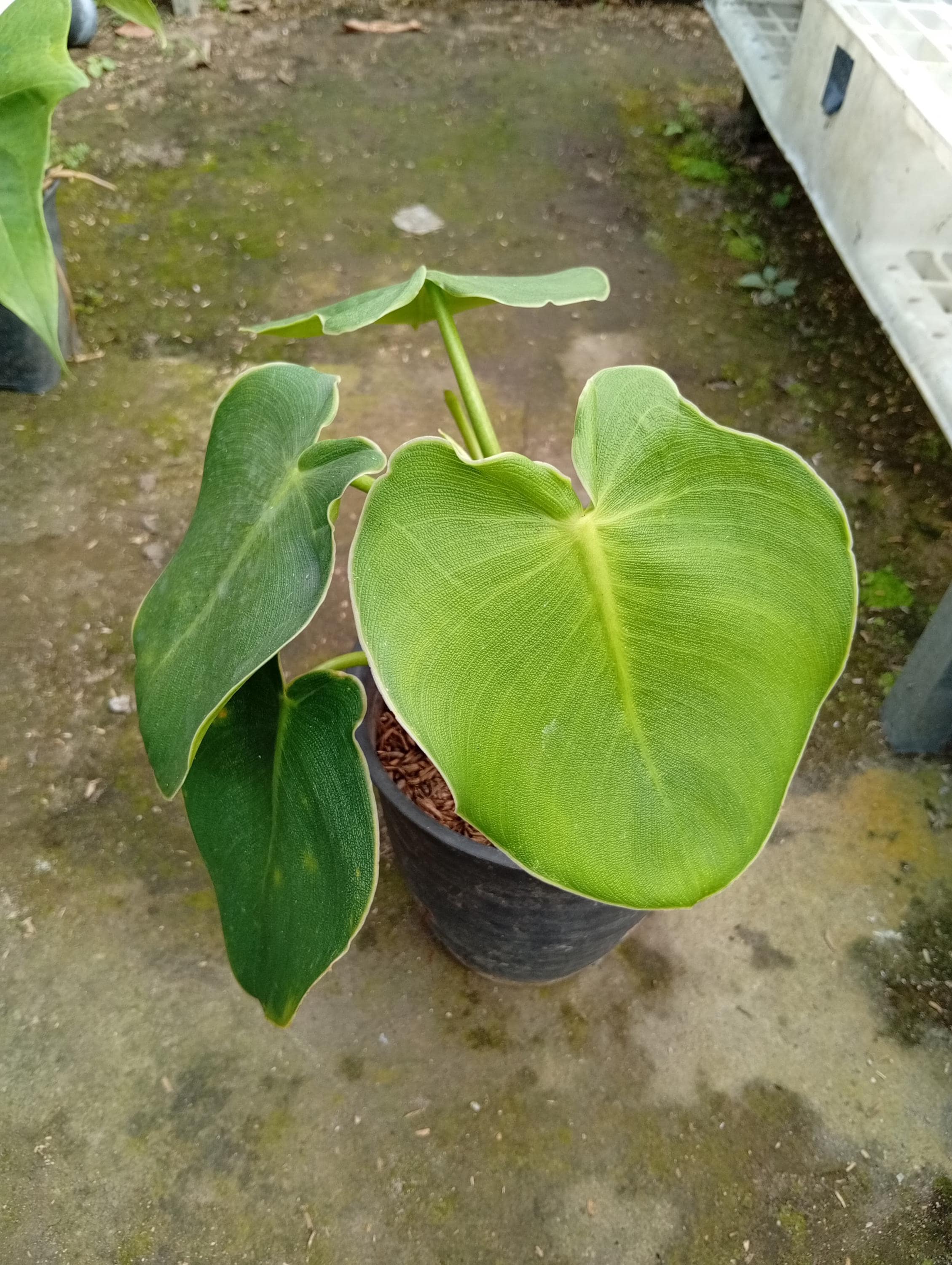 Philodendron rugosum - Etsy 日本
