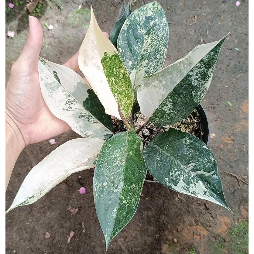 Aglaonema Siam Jade Variegated Medium Size - Etsy