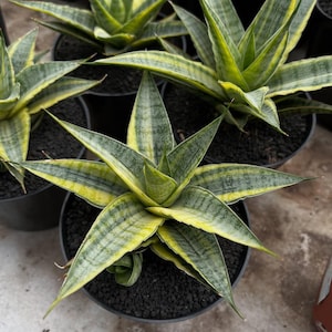 Może przedstawiać: Zbliżenie kilku doniczkowych roślin Sansevieria. Rośliny mają długie, spiczaste liście z zielono-żółtymi paskami. Doniczki są czarne i wypełnione ciemną ziemią. Rośliny znajdują się w dobrze oświetlonym otoczeniu.