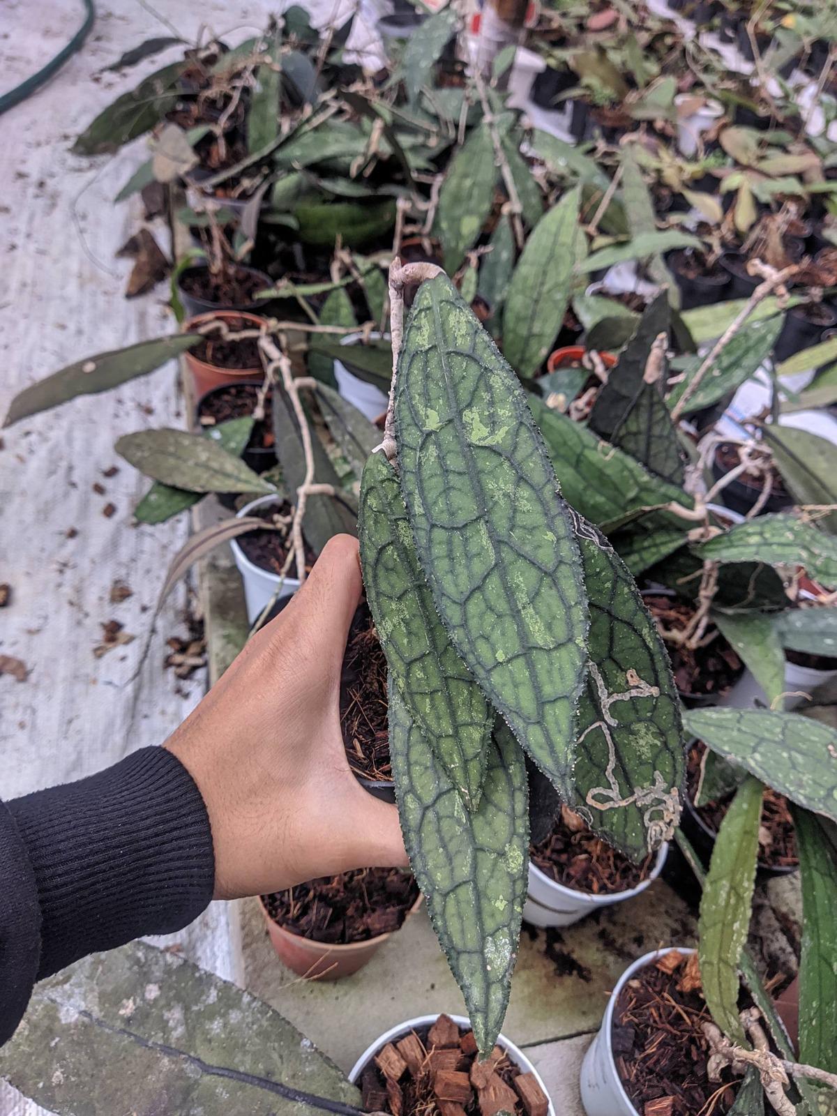 Hoya clemensiorum - Etsy 日本
