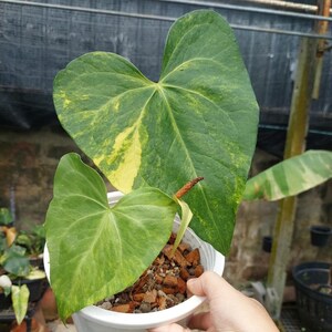 Anthurium Sweet Love Variegated - Etsy