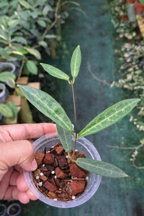 Hoya Hypolasia Sp Papua Rare Wax Plant - Etsy