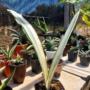 glass succulent Succulent Dish – H.Bloom main image 0