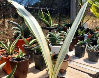 Sansevieria Beauty Queen Planta única y rara