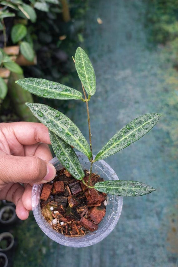 Hoya Hypolasia Sp Papua Rare Wax Plant - Etsy