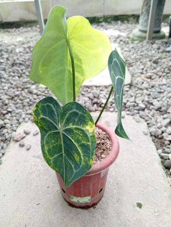 Real Picture Anthurium Queen Clarinervium Variegated Rare Plant - Etsy  Israel
