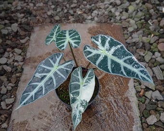 Real Picture Alocasia Bambino Variegated 5 Leaves