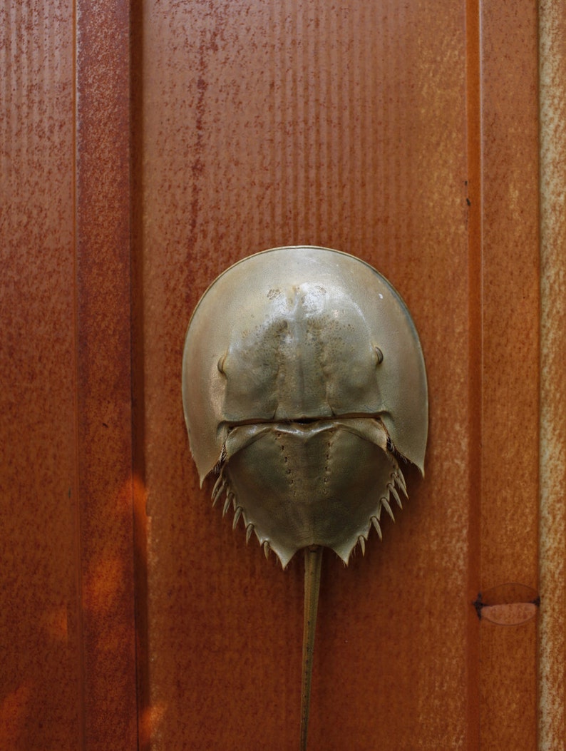 GIANT Horseshoe Crab Shells Fully Intact. From 15 to 18 Etsy