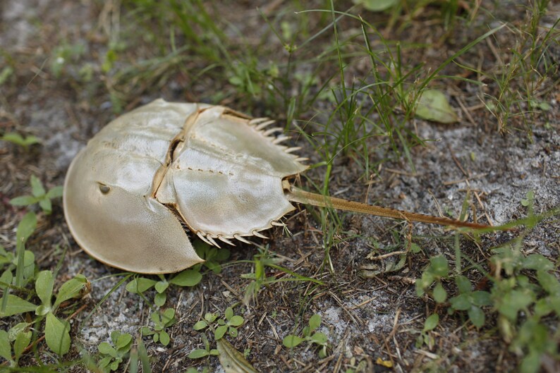 GIANT Horseshoe Crab Shells Fully Intact. From 15 to 18 Etsy