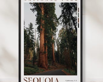 Sequoia Real Photo National Park Poster Print – Sequoia Trees California Travel Landscape Wall Art Poster