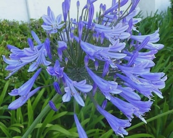 Más de 30 semillas de lirio del Nilo (Agapanthus) – Flores de jardín raras y resistentes / Envío gratuito por USPS