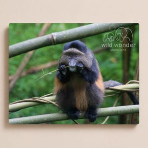 May include: A print of a golden monkey with black and brown fur, eating a piece of grass while perched on a bamboo branch. The image has a green background and the text "wild wonder studio arts".
