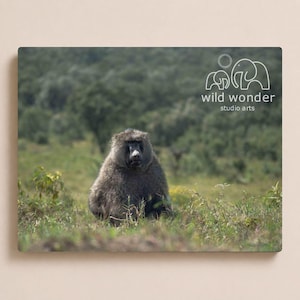 Digitaler Download - Pavian Landschaft Fotografie: Afrikanische Wildtier Kunst