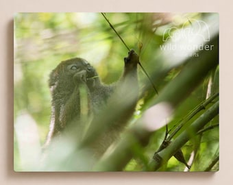 Digital Download - Bamboo Lemur Photography: African Wildlife Art