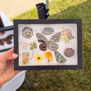 Puede incluir: Un marco de caja de sombra rectangular negro que contiene una colección de elementos botánicos prensados y especímenes de insectos, incluyendo una gran mariposa blanca y negra, un ala de polilla verde, un trébol de cuatro hojas y varias flores prensadas.