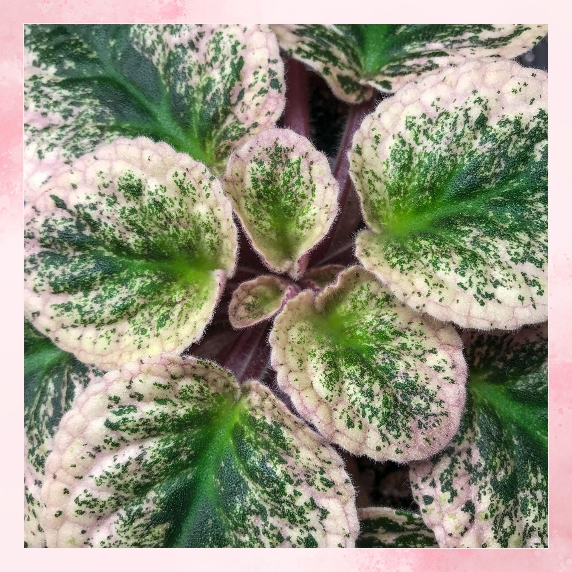 Saintpaulia Variegata - Etsy Canada
