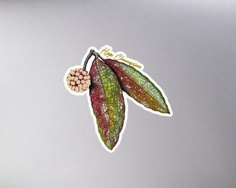 Hoya clemensorium Bubble-free stickers