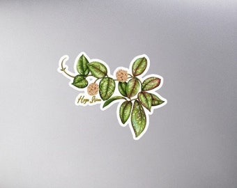 Hoya irina Bubble-free stickers