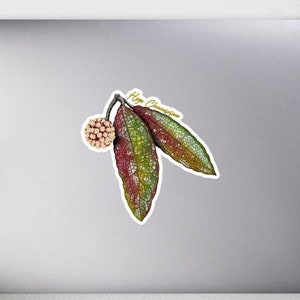 May include: A sticker featuring a detailed illustration of a plant with two green and red leaves and a small cluster of white berries. The text "Hoya Obovata" is written in gold lettering above the leaves.
