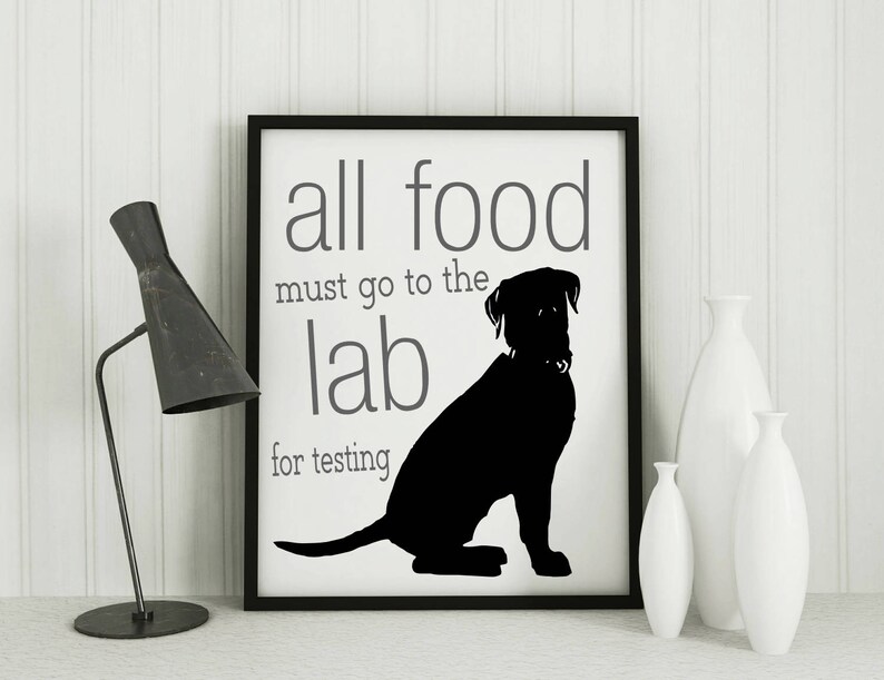 Cadeaux labrador, labrador retriever tous les aliments doivent aller au laboratoire pour être testés, drôle d'impression de chien image 1