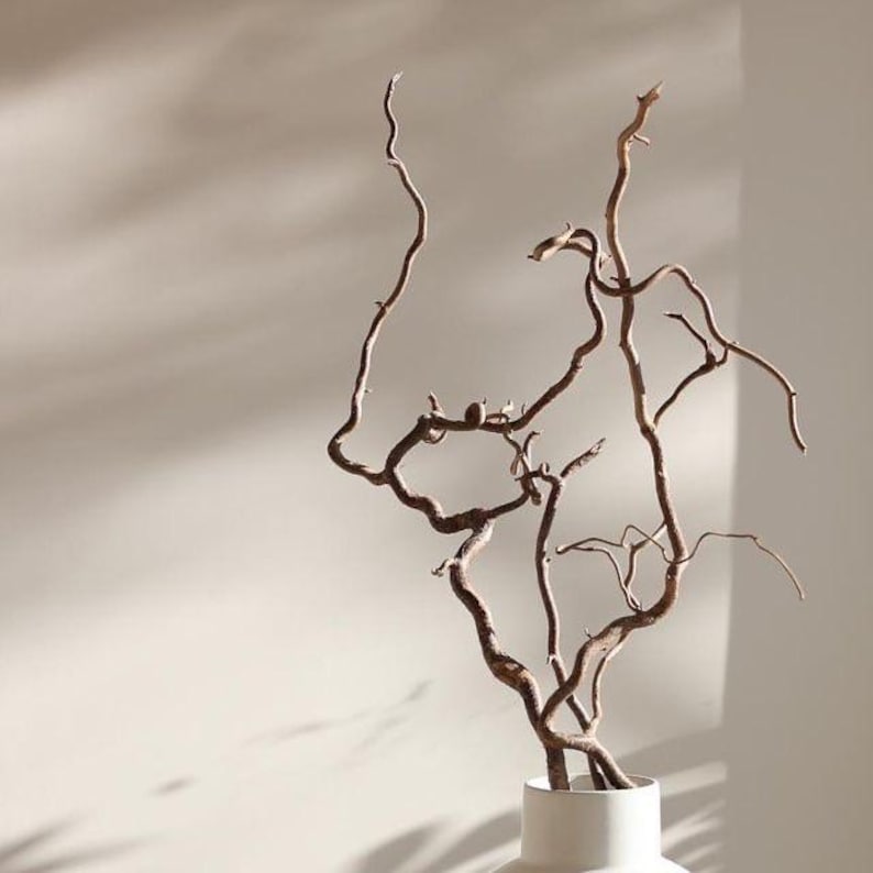 May include: A set of slender, light brown, twisted willow branches extending upward from a plain white cylindrical vase. The branches feature a natural, gnarled texture with multiple thin, curving stems that reach out in various directions.