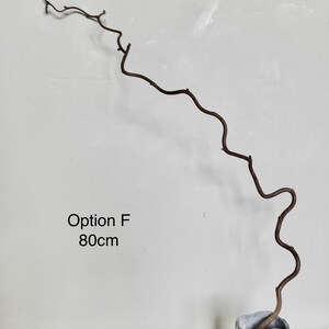 Dried twisted willow branches 80 cm – minimalist Japanese decoration, natural branches for vase, wabi-sabi shop decor, zen wood Option F