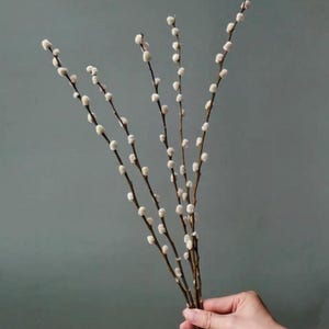 Puede incluir: Un ramo de ramas de sauce con tallos marrones y amentos blancos y suaves. Las ramas se sostienen en una mano sobre un fondo verde azulado apagado, creando una estética natural y delicada.