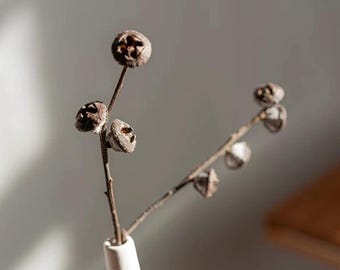 Eucalyptus branches with dried pods – minimalist wabi-sabi decoration for vases, shops and designer interiors