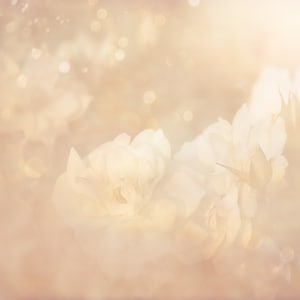 May include: A soft, dreamy image of white roses with a blurred background of light beige and gold tones. The roses are in focus and appear delicate and ethereal.
