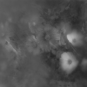 Black and White Floral Digital Background | Soft Dreamy Digital textural Background JPG | Printable Artistic Digital Background