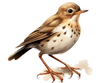 3x Forest Bird Sticker Set (3 pieces): Watercolor Car Stickers, Bird Nature Decoration, 9 x 9 cm