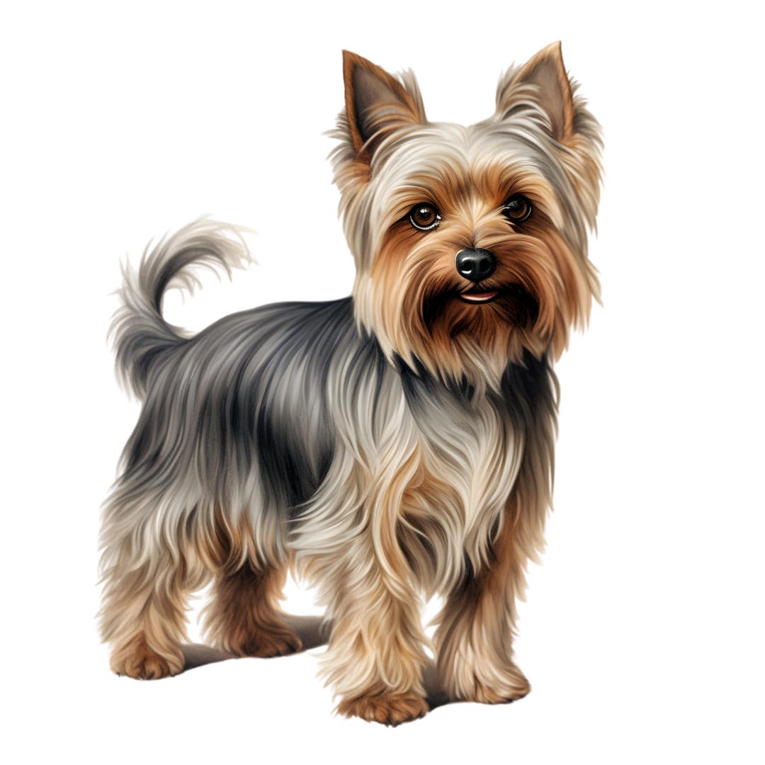 Yorki Sticker Transparent 3X Yorkie Love Sticker Set, 3 Pieces Yorkshire Terrier Car Stickers ...