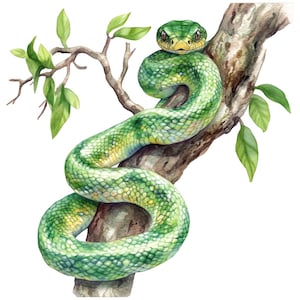 Könnte beinhalten: Aquarellillustration einer grünen Schlange, die sich um einen Ast windet. Die Schlange hat ein detailliertes Schuppenmuster mit gelben Akzenten. Der Ast ist braun mit grünen Blättern, vor weißem Hintergrund.