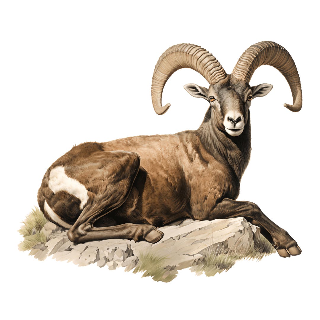2x Mouflon Stickers Realistic Ram Car Stickers Hunting Gift Wildlife ...
