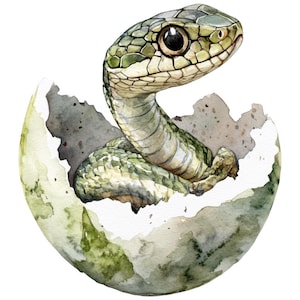 Könnte beinhalten: Aquarellillustration einer Babyschlange, die aus einem zerbrochenen Ei schlüpft. Die Schlange hat einen grün-braun gemusterten Körper und einen detaillierten Kopf mit großen, dunklen Augen. Die Eierschale ist eine Mischung aus weißen, grauen und grünen Farbtönen.