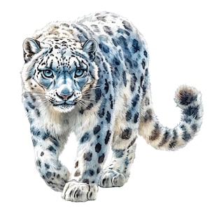 Könnte beinhalten: Aquarell-Illustration eines Schneeleoparden mit blauen Augen und einem weiß-grau gefleckten Fell. Die Großkatze wird beim Vorwärtsgehen dargestellt, der Schwanz ist aufgerollt. Das Bild ist vor einem weißen Hintergrund.