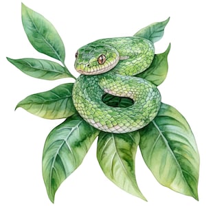 Könnte beinhalten: Aquarellillustration einer aufgerollten grünen Schlange mit braunen Augen, die auf grünen Blättern ruht. Die Schuppen der Schlange sind detailliert, und die Blätter haben sichtbare Adern. Das Kunstwerk ist vor einem weißen Hintergrund.