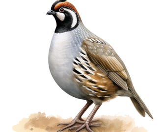 3x Forest Bird Sticker Set (3 pieces): Watercolor Car Stickers, Bird Nature Decoration, 9 x 9 cm