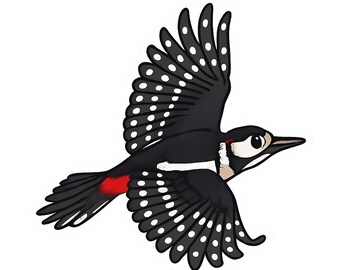 6 pegatinas de pájaro carpintero moteado, coloridas, impermeables para coche y portátil, con motivos de naturaleza y animales, decoración forestal, 9 x 9 cm