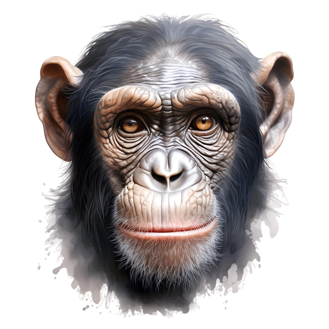 8x Chimpanzee Stickers Monkey Car Stickers Funny Vinyl Waterproof ...