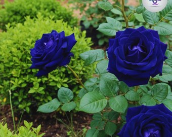 V RARE Midnight Blue ROSE Flower Tree Bush(3,10,20 or 30 Seeds)(no