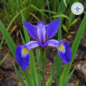 Könnte beinhalten: Nahaufnahme einer leuchtend blauen Irisblüte mit gelben und weißen Markierungen auf ihren Blütenblättern. Die Blume hat eine lila Mitte und ist von grünen Blättern umgeben. Das Bild ist gut beleuchtet und zeigt die Details der Blume.
