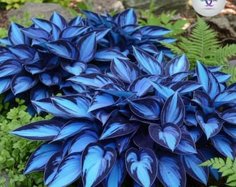 Oltre 100 semi di Hosta blu metallizzata, fogliame blu gigante per giardini ombreggiati, rara pianta tappezzante perenne, piante da esterno resistenti al freddo non OGM per gli Stati Uniti