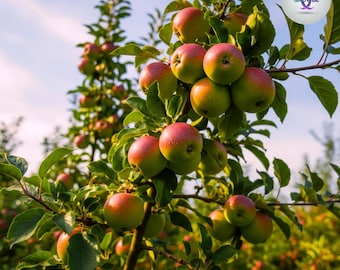 Paradisäppelfrön | Icke-GMO Malus Domestica, Odla Din Fruktträdgård