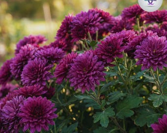 Twilight Plum Mum Chrysanthemum Seeds 200+ Seeds Mum Flower, Flower Seeds,  Annual Seeds, Bulk Seeds, Wholesale - Etsy